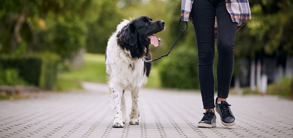 Woman Walking Her Dog