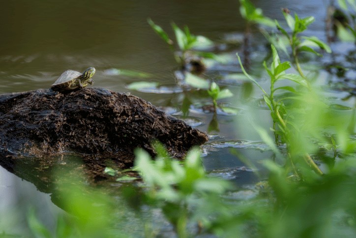 Zebulon NC Parks and Trails