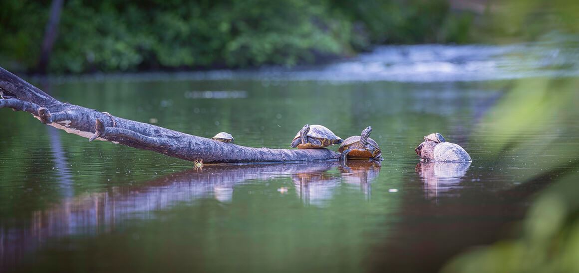 Turtles On Pond